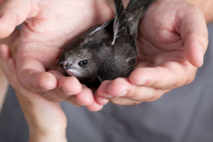 Slowly or Swiftly, Respect the Chimney Swift IMG- Fort Wayne IN- Old Smokey's Fireplace and Chimney
